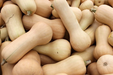 Bumper crop of butternut squash