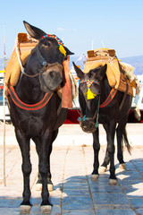 Closeup donkey possing funny