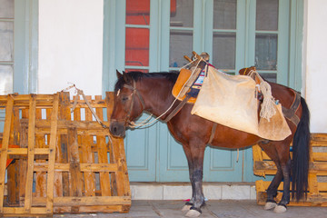 Donkey resting