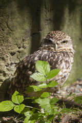 Burrowing owl
