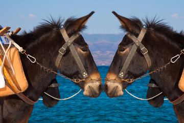 Two donkeys looking each other