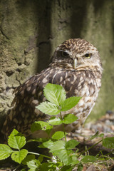 Burrowing owl