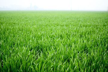 wheat seedling