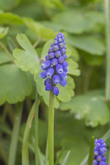 Grape Hyacinth
