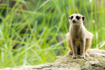 Meerkat