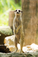 Meerkat  standing and look at camera