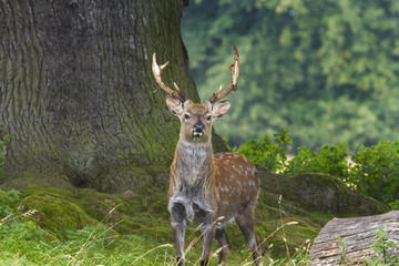 Sika Deer  (Cervus nippon)