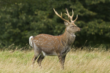 Sika Deer  (Cervus nippon)