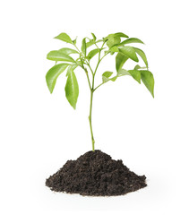 green plant on a white background