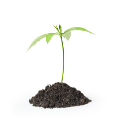 green plant on a white background