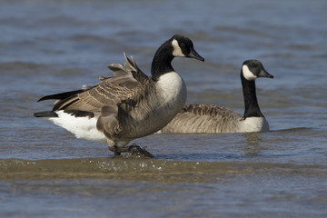 Pair of Canada Geese (Branta canadensis) at a Lake Huron Beach - Grand Bend, Ontario, Canada