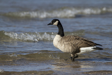 Canada Goose (Branta canadensis) at a Lake Huron Beach - Grand Bend, Ontario, Canada