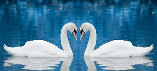 Couple of swans