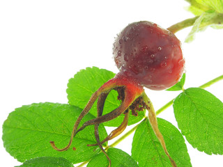 Dogrose berry isolated on a white background.