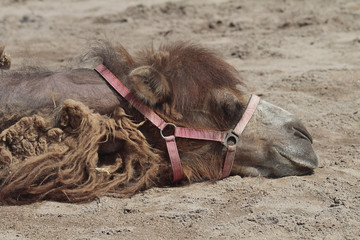 Müdes Kamel