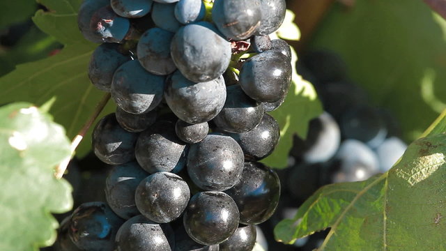 Uvas 16
