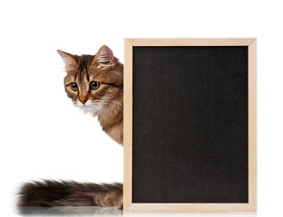 Cat with blackboard