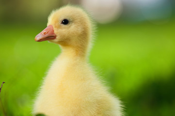 Domestic gosling