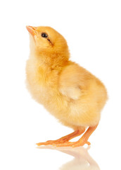 Naklejka premium Little chicken