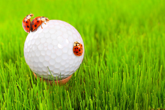 Golf ball on the green with funny ladybugs.