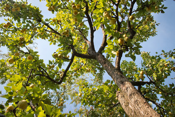 pears on a tree