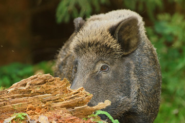 Wild boar sow sniffing log