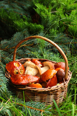 Mushroom harvest. 