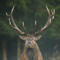 Red deer stag with impressive antlers