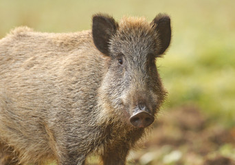 Wild boar in autumn