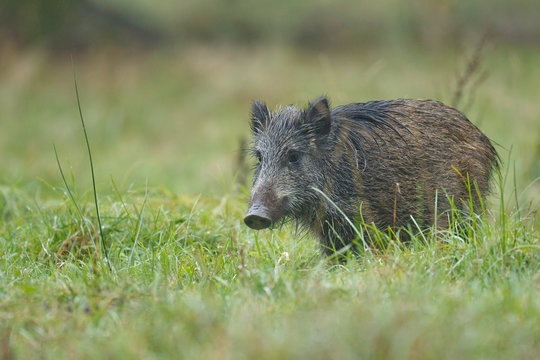Young wild boar in grass