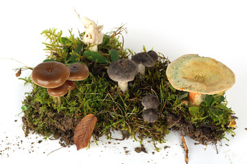 Verschiedene Pilzsorten