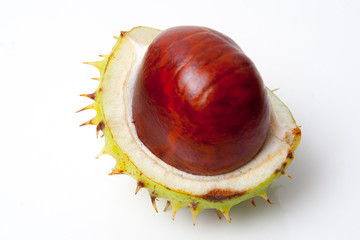 Chestnut