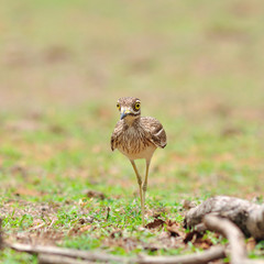 stone curlew bird
