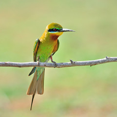 Blue Tailed Bee Eater bird