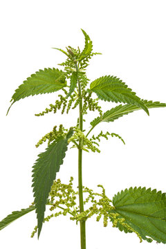 Brennessel (urtica dioica) Pflanze vor weißem Hintergrund