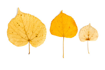 gelbe Herbstblätter