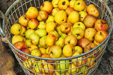 Äpfel für Apfelsaft