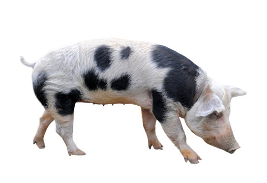 Bayeux pig