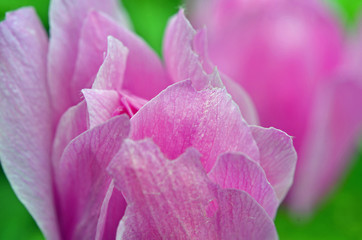 Naklejka premium シクラメン