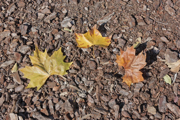 Autumn leaves