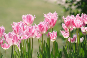 チューリップ_シエスタ_深谷