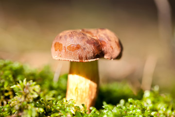 Brown cep mushroom in green moss in forest