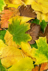 background with autumn leaves