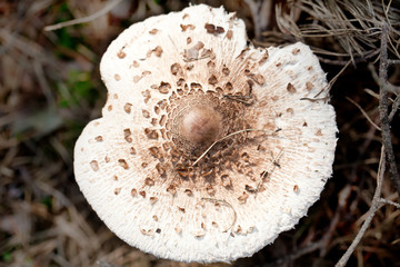 Spotted poison toadstool in autumn forest