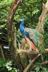 Fototapeta premium The portrait of peacock on the tree