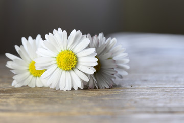 Gänseblümchen