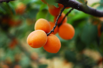 apricot