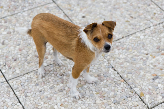 Cane abbandonato