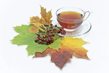 Teacup in autumn scenery