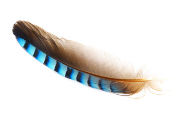 Nahaufnahme einer blauen Feder